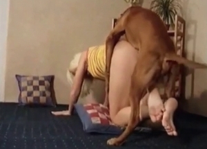 Dog is jackhammering that human pussy