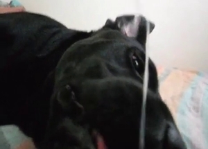 POV bestiality sex action with my trained doggy