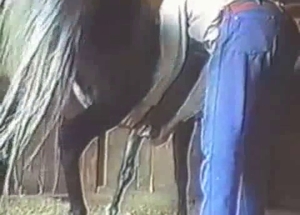 Handjob for the big cock of a horse by a passionate farmer