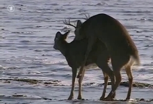 Really horny deer wants to totally bang its prey