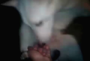 White doggy is having sexual entertainment during the night