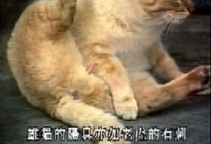 Sexy babe's tight pussy impaled by a big animal cock