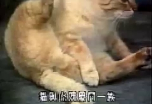 Sexy babe's tight pussy impaled by a big animal cock