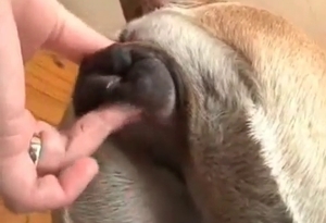 Zoophile is fingering the tight butthole of a dog