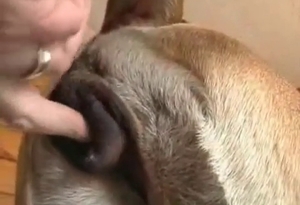 Zoophile is fingering the tight butthole of a dog