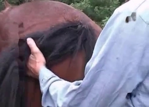 Dude is in love with horse's warm pussy