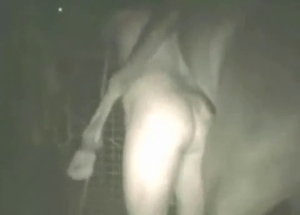 Gorgeous farm anal sex with a hardcore stallion