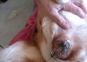 Dog's tight ass gets banged brutally