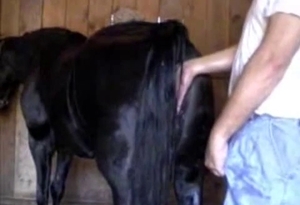 The black horse feels a hard penis deep in the ass