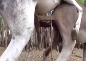 Horse cock slides inside that good-looking hole