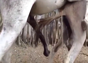 Horse cock slides inside that good-looking hole