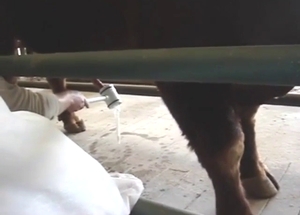 Bull shows off that boner in a hot porn movie