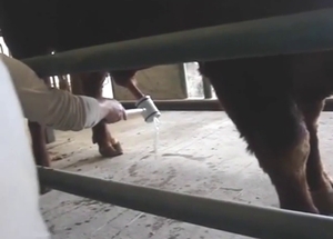 Bull shows off that boner in a hot porn movie