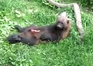Amazing wolverine stroking that good-looking dong