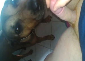 Short licking session from a cock-hungry dog