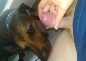 Short licking session from a cock-hungry dog