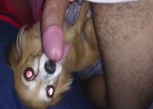 Licking session with an adorable fucking mutt