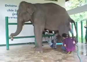 Elephant tease from a seductive, big, tender beast