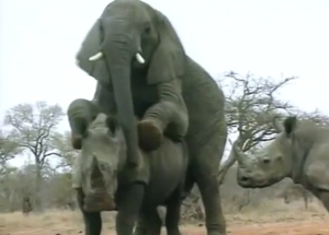 Elephant and rhino fuck with beasts MATING hard