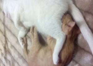 Kitty vs cat porn with lots of hot animal sex