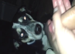 Dog is shocked to see this dude's hard penis