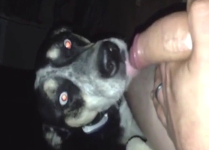 Dog is shocked to see this dude's hard penis