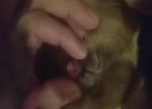 Chihuahua vagina is the tastiest treat for him