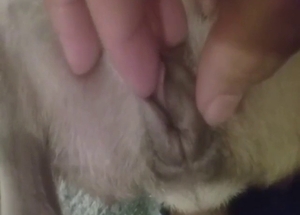 Chihuahua vagina is the tastiest treat for him