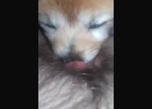 Lucky animal is going to bury its face in bush