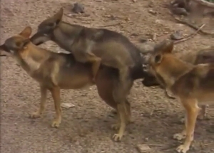 Wolves enjoying hard sex in packs, it's kinky