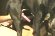Zoo Porn Clips and Animal Sex